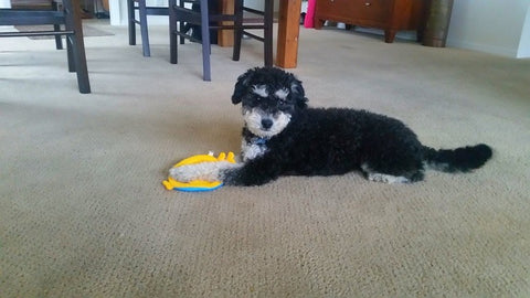 Louie laying down with a chew toy