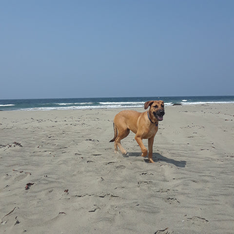  Off leash dog at the Arroyo Burro Beach (Hendry's Beach).