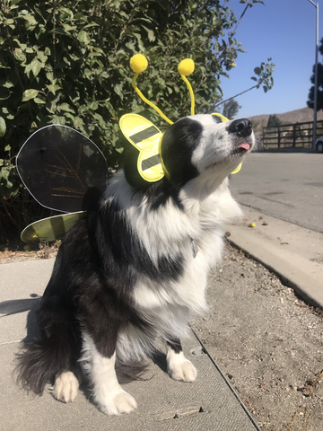 Border collie with bee costume on 