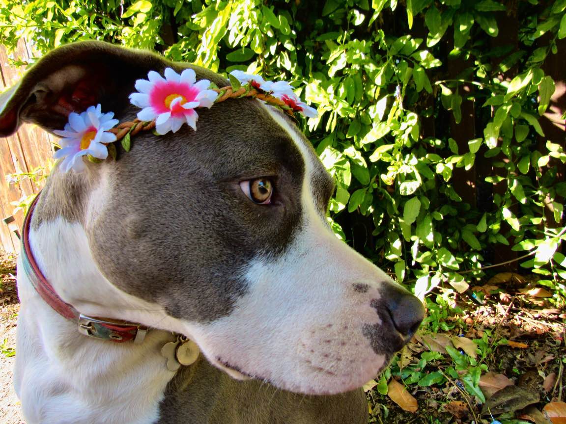 dog wearing flower crown