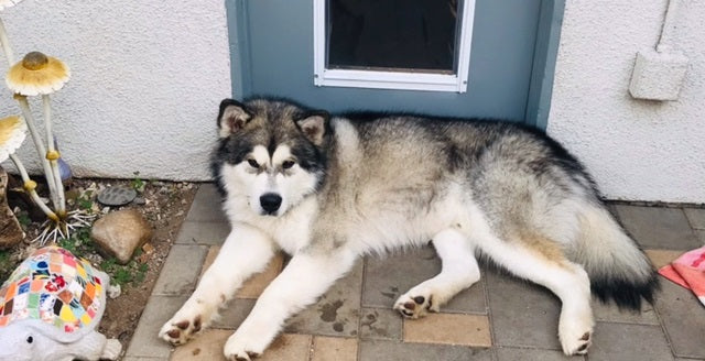 husky lying on ground