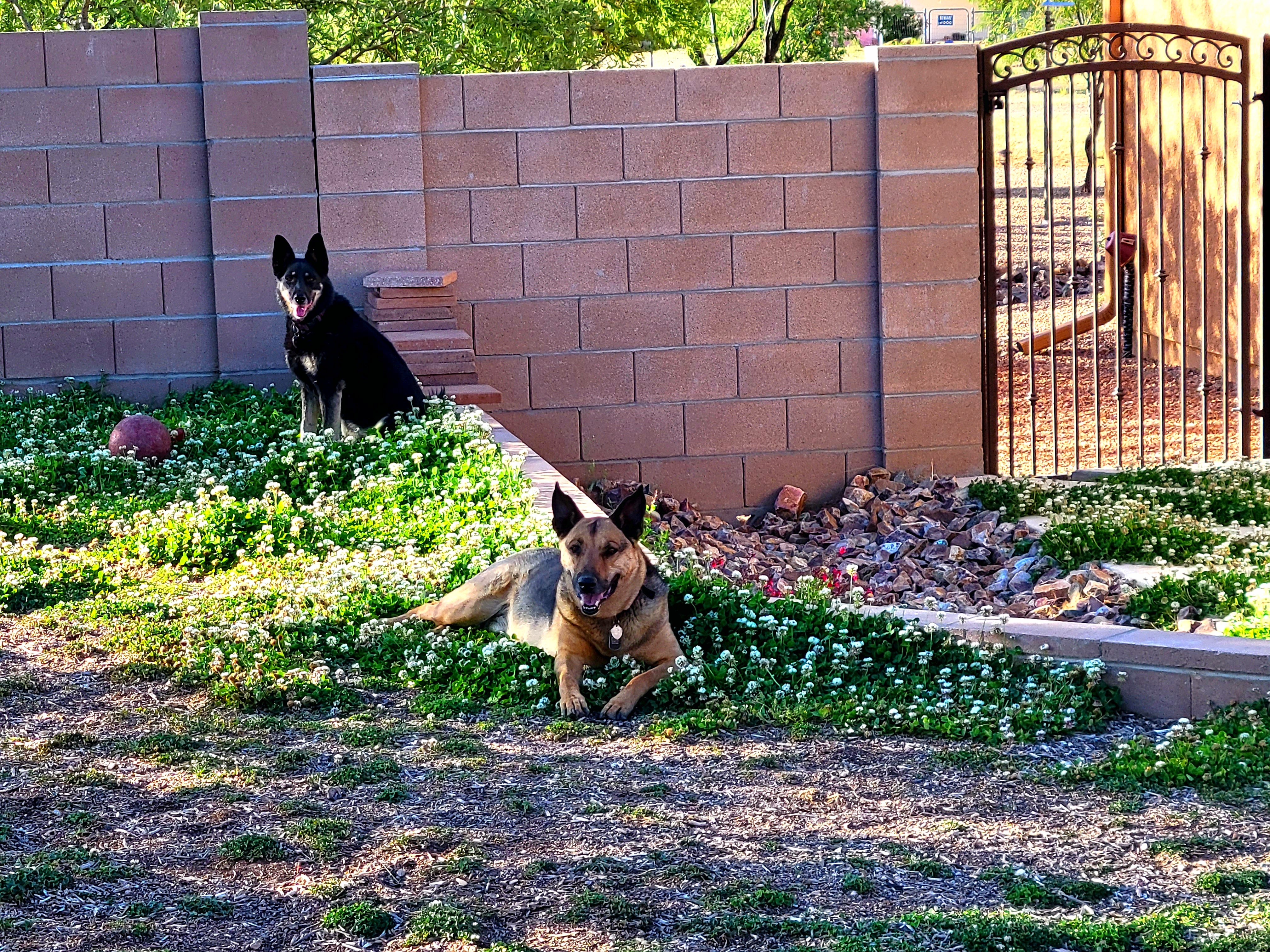 dogs lying on grass