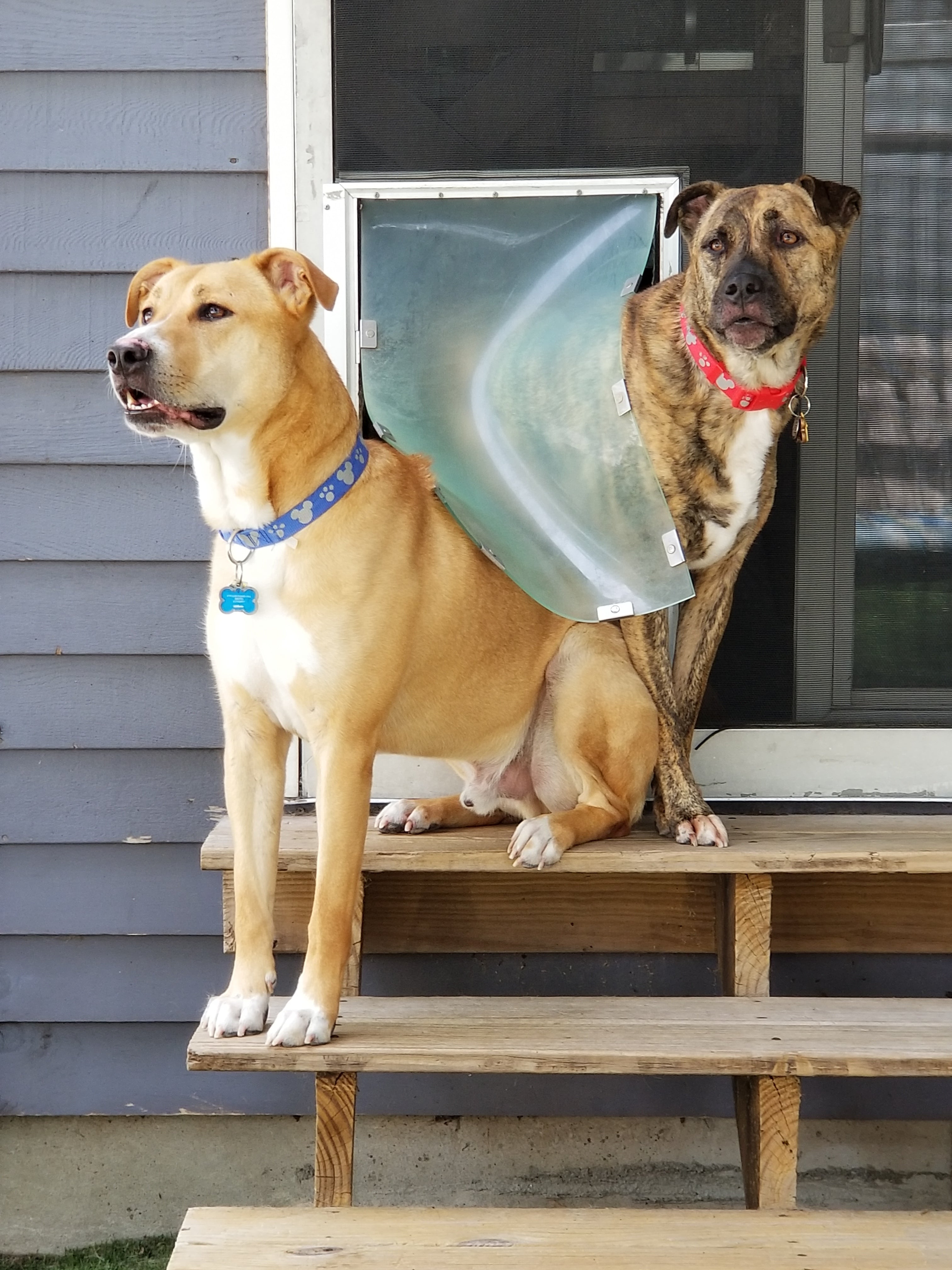 two dogs standing in front of the hale pet door for walls