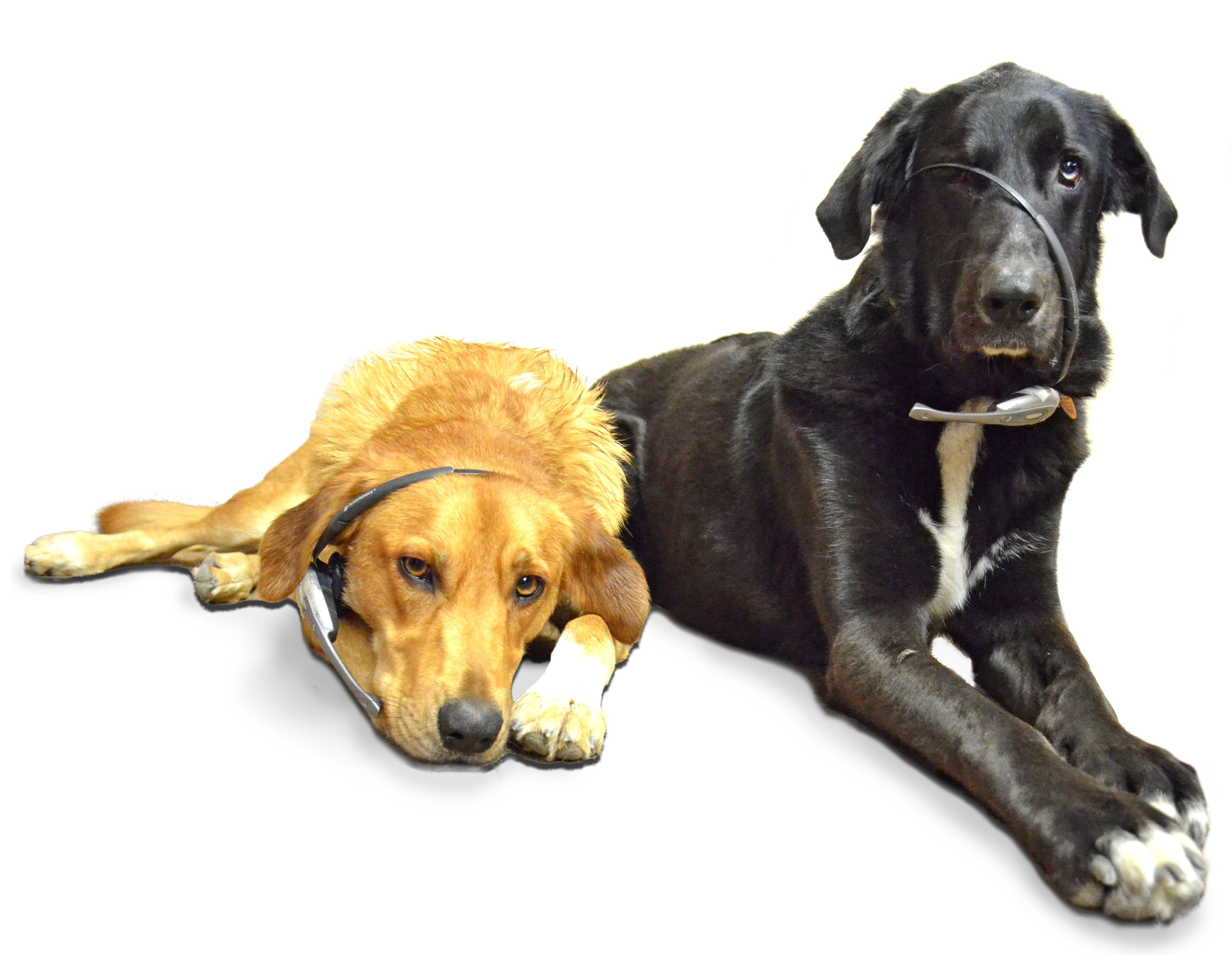 Two Labrador dogs, one black and one gold, wearing black headsets while waiting for in-coming calls.