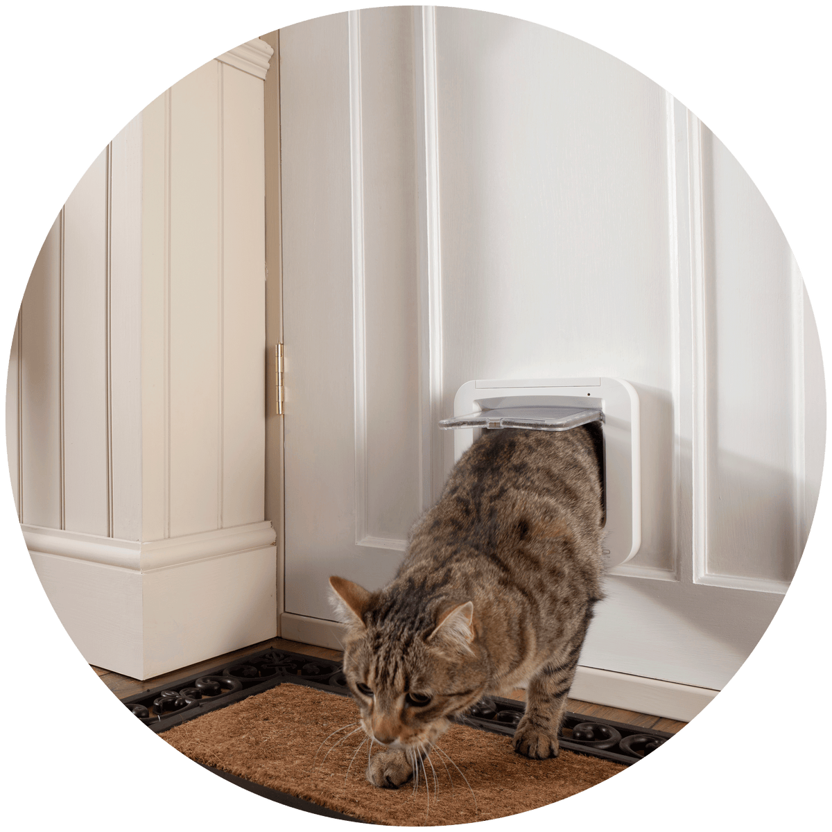 cat door company