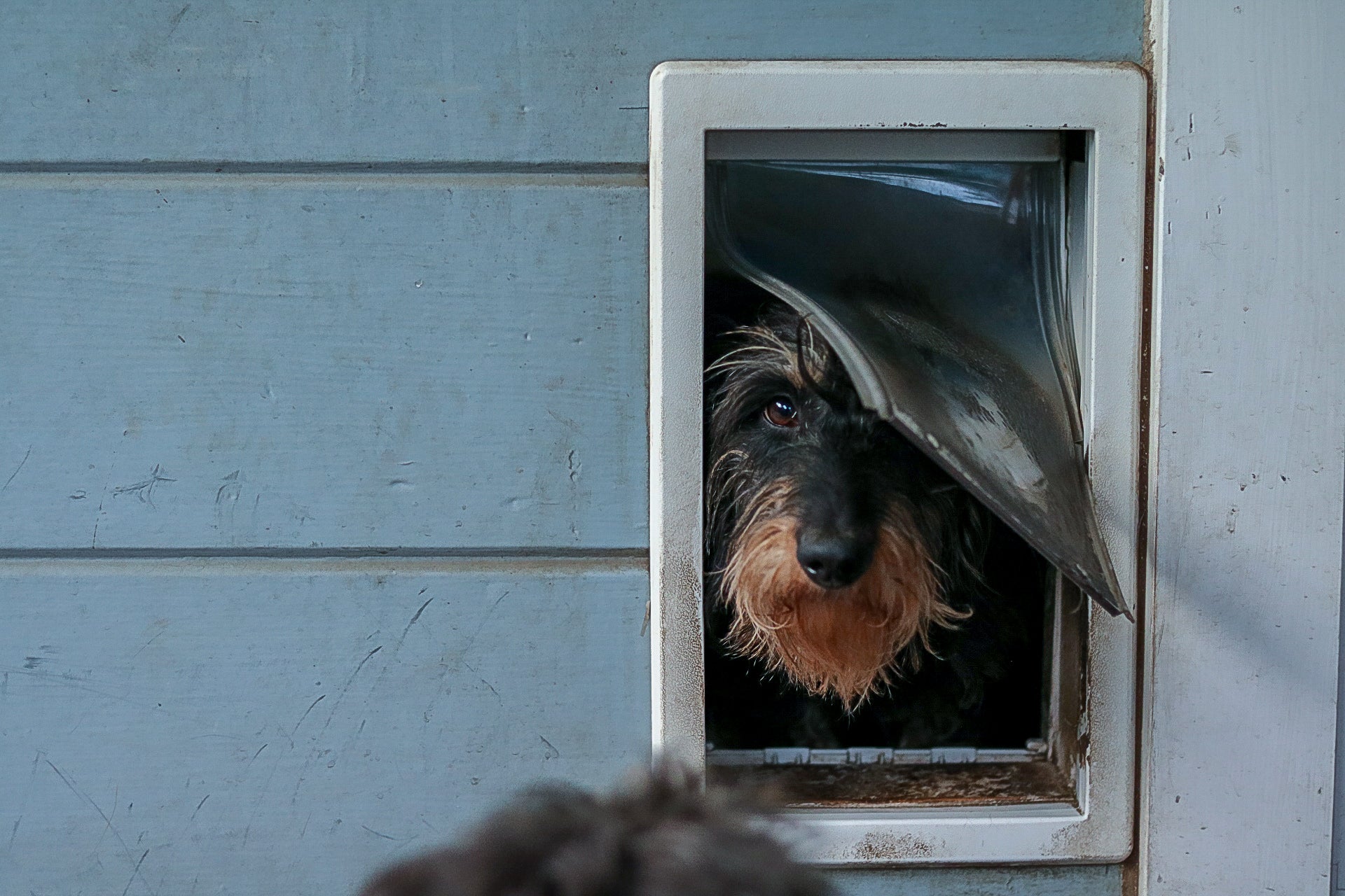 dog using pet door