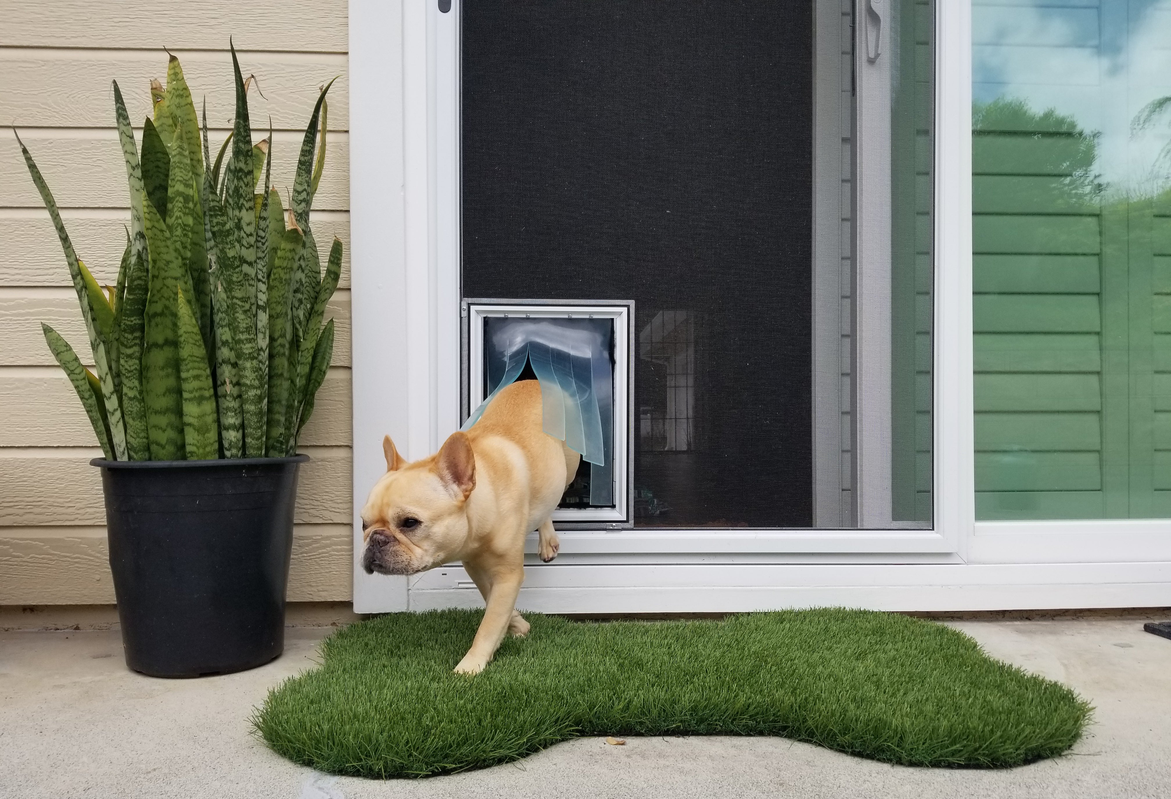 dog using pet door