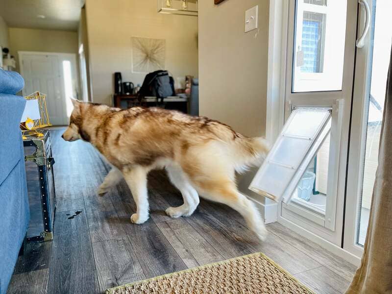 Dog using endura flap sliding glass door panel insert