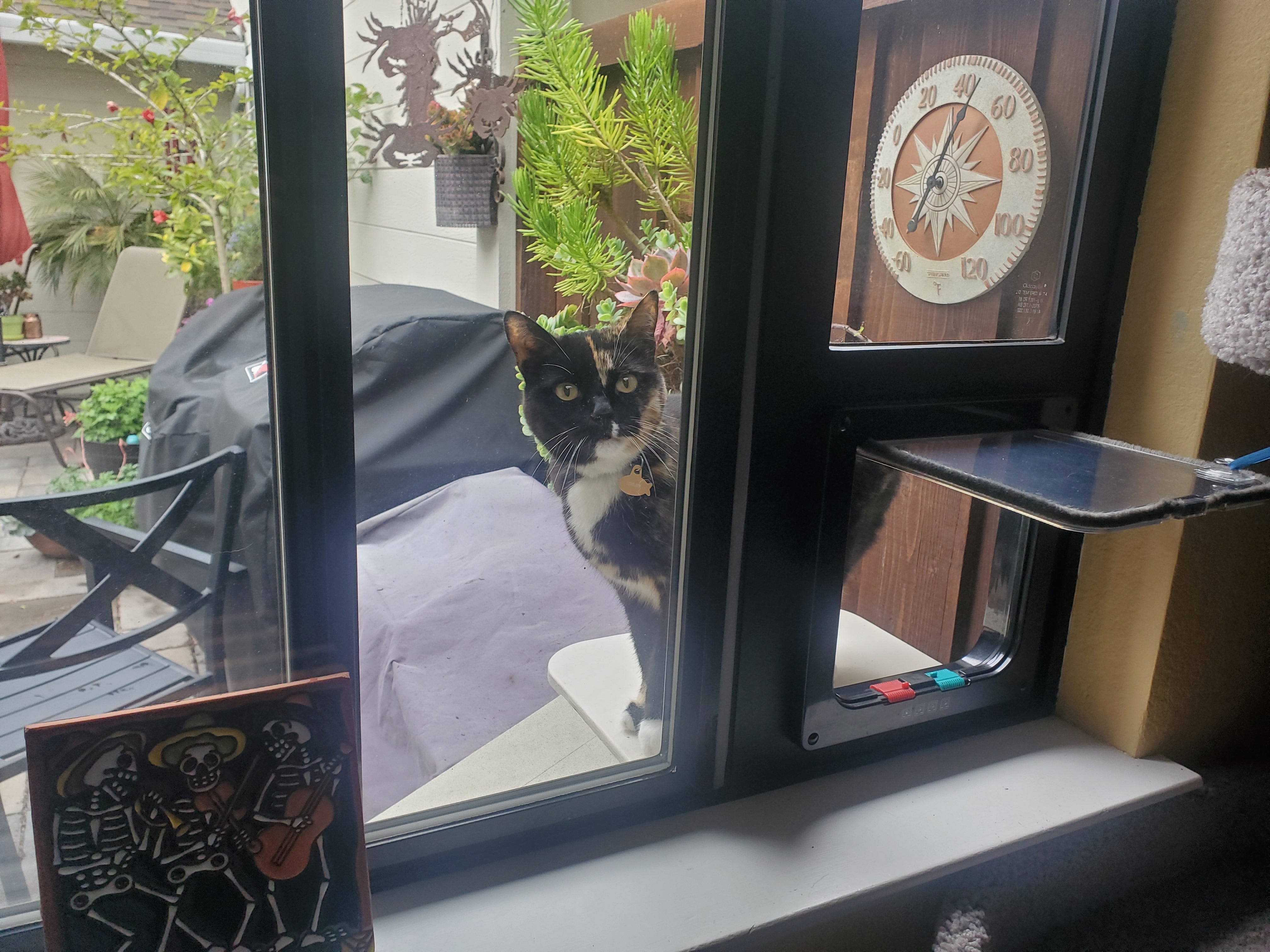 calico cat using a cat mate pet door for windows