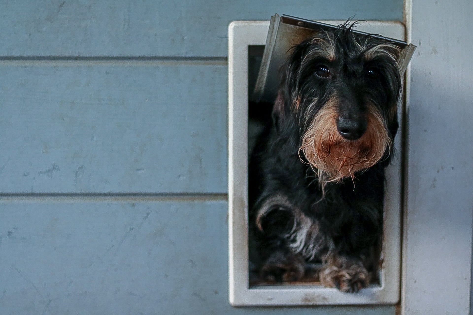 dog using pet door