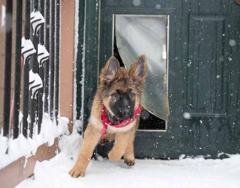 German shepherd running into snow through the Hale Pet Door for walls