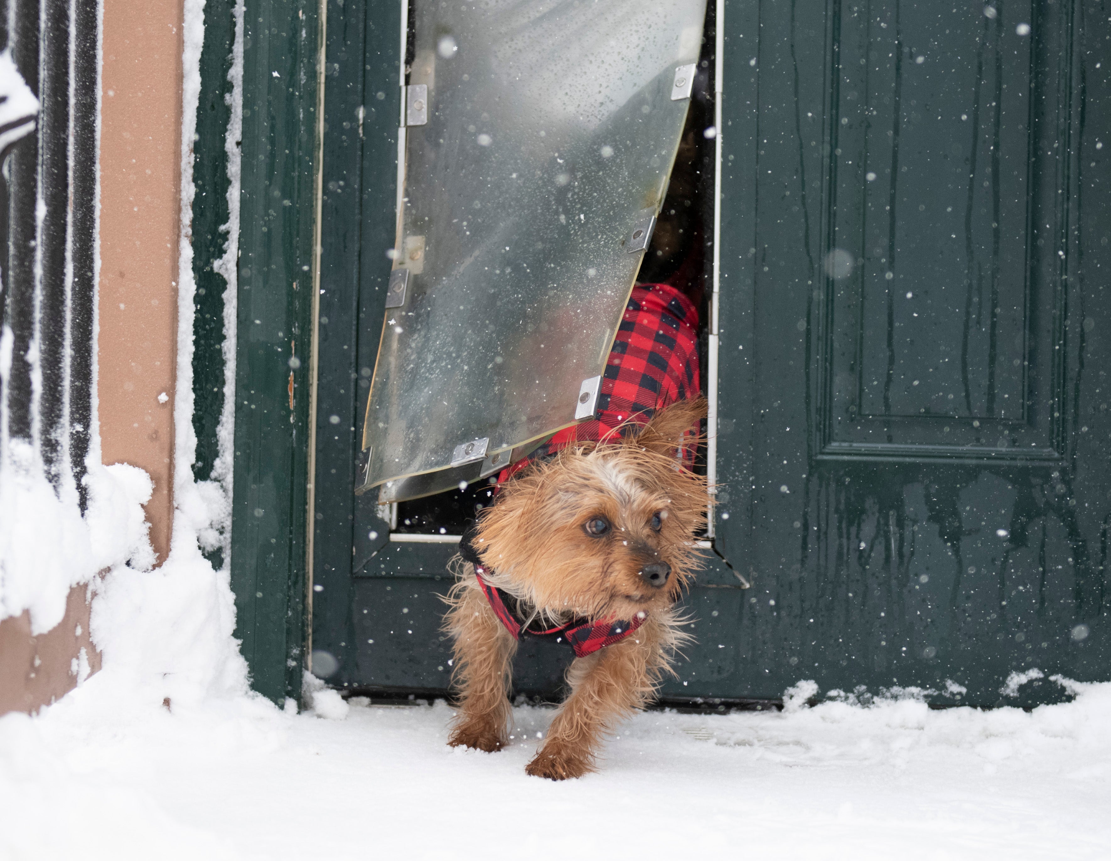 dog running through hale pet door in snow