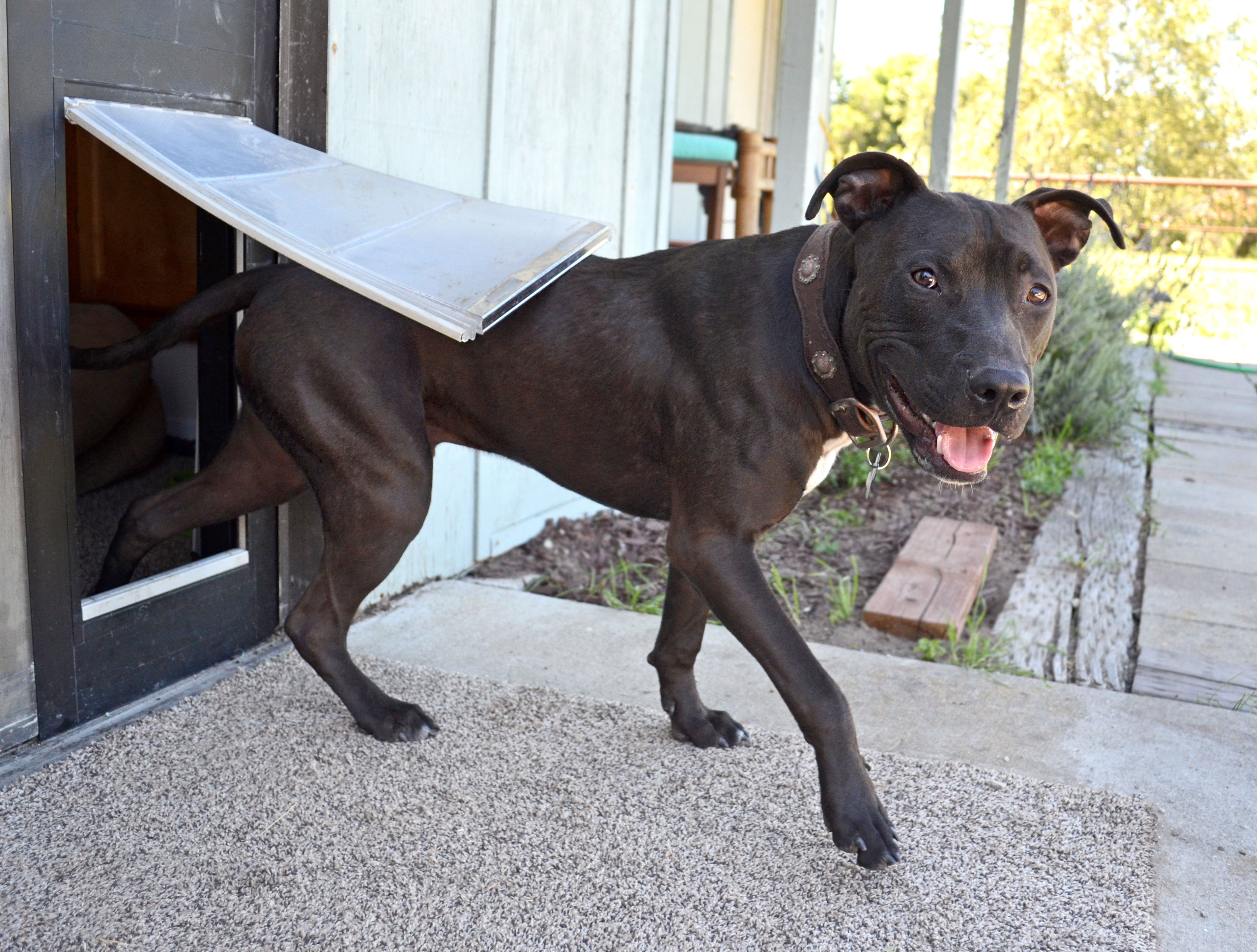 Dog using the Endura Flap Thermo Panel for Sliding Glass Doors