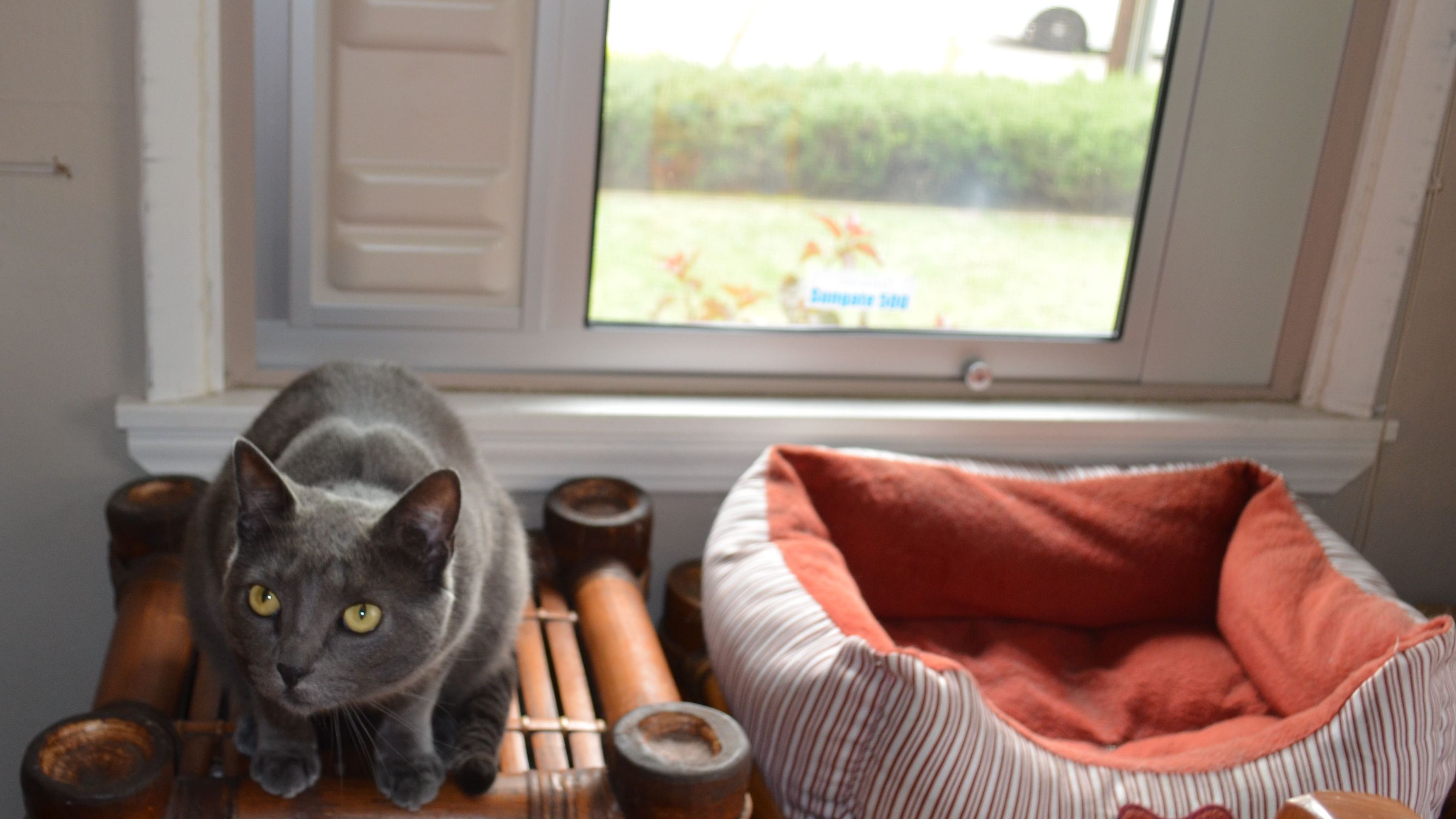 gray cat sitting by Endura Flap cat door insert for sash windows