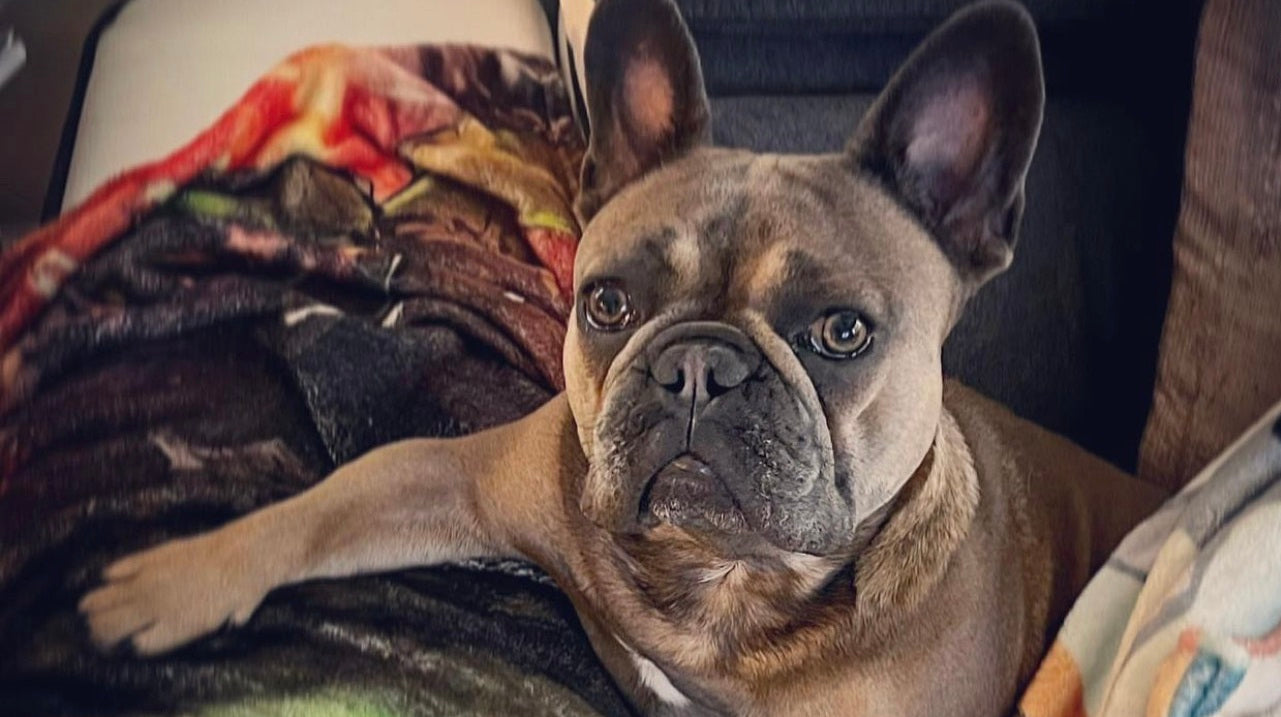 french bulldog