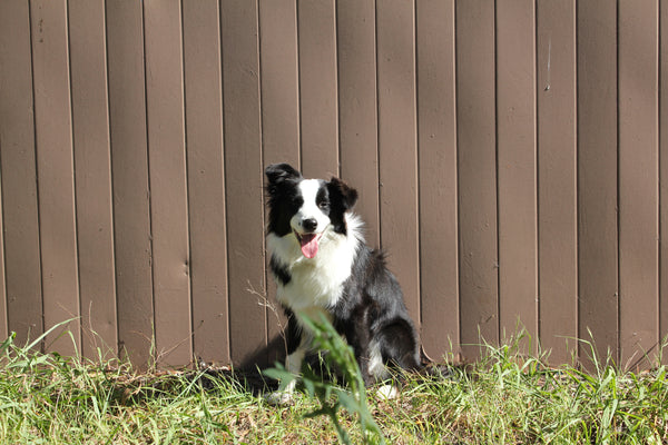 Dog outside after using an easily installed pet door