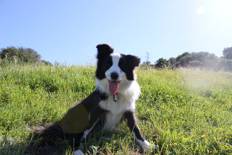 Happy Border Collie sitting in grass field