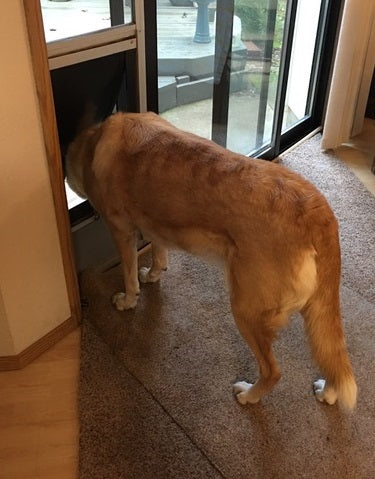 Lindi the dog sticking her head through a panel pet door to see if it's cold outside