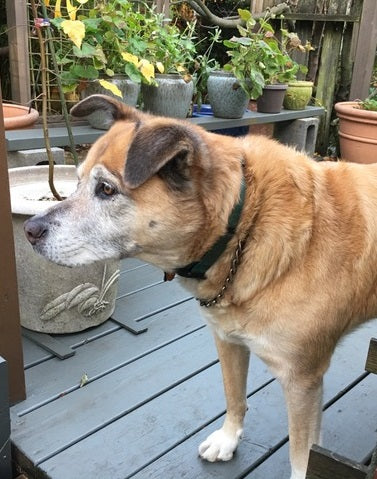 A mix-breed dog with light brown and white fur needing to wait on the patio to be let back inside the house since the patio door does not have a pet door installed. 