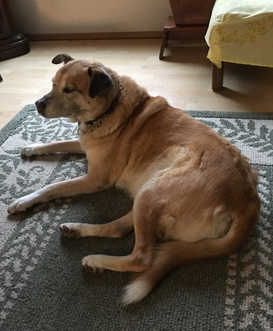 Lindi laying down on the rug 