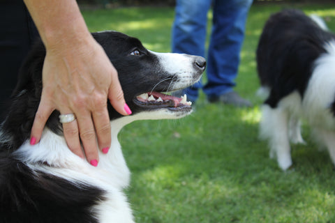 Person petting a Border Collie dog