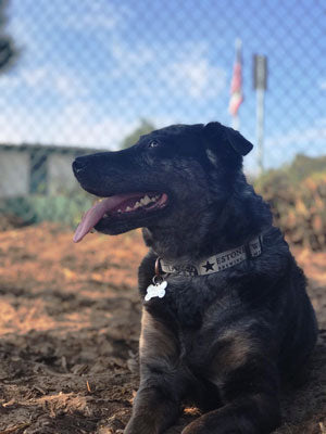 Suzie the Australian Shepherd Catahoula Heeler mix