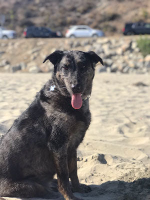 Suzie at the beach looking happy with her tongue out