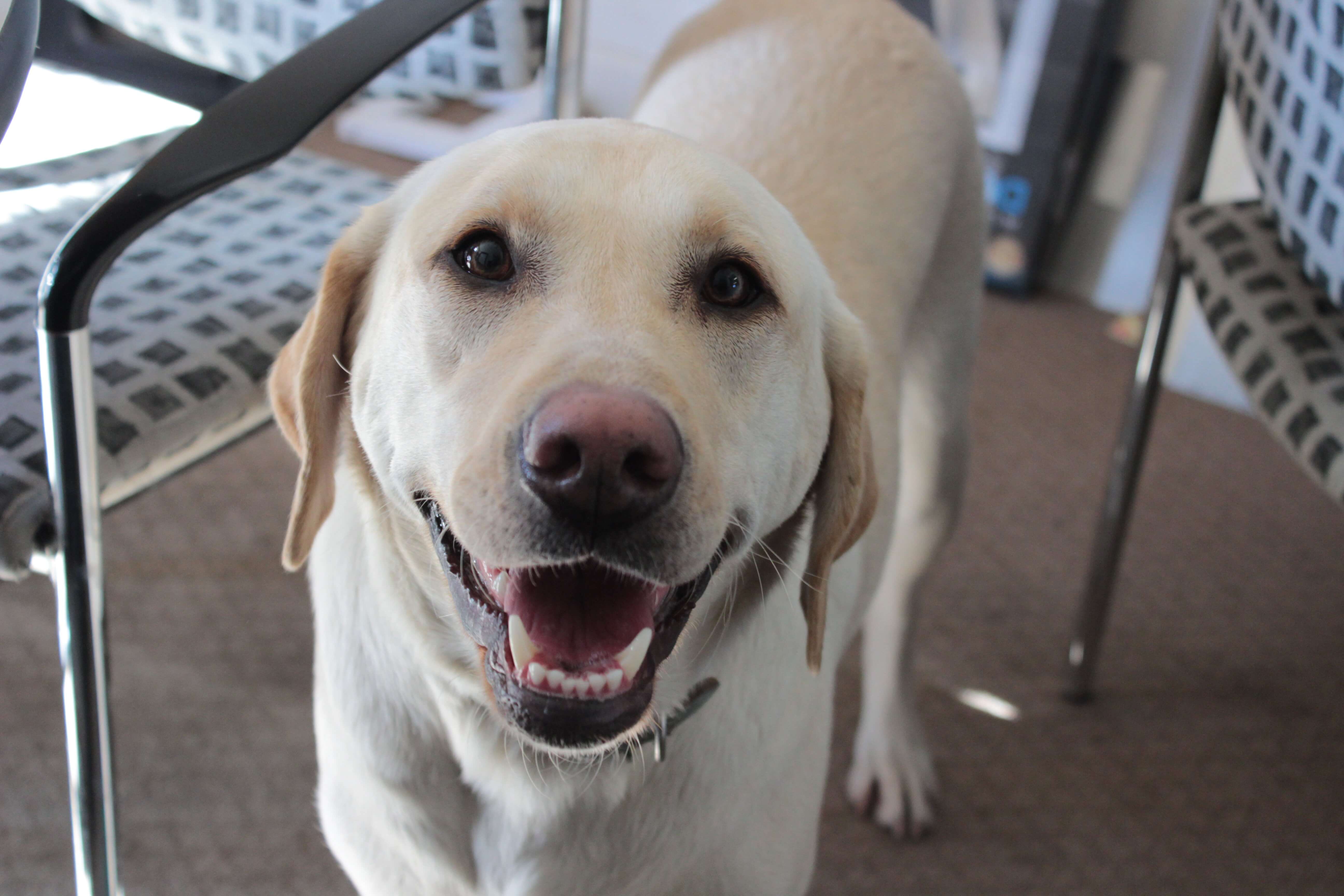 a happily microchipped dog