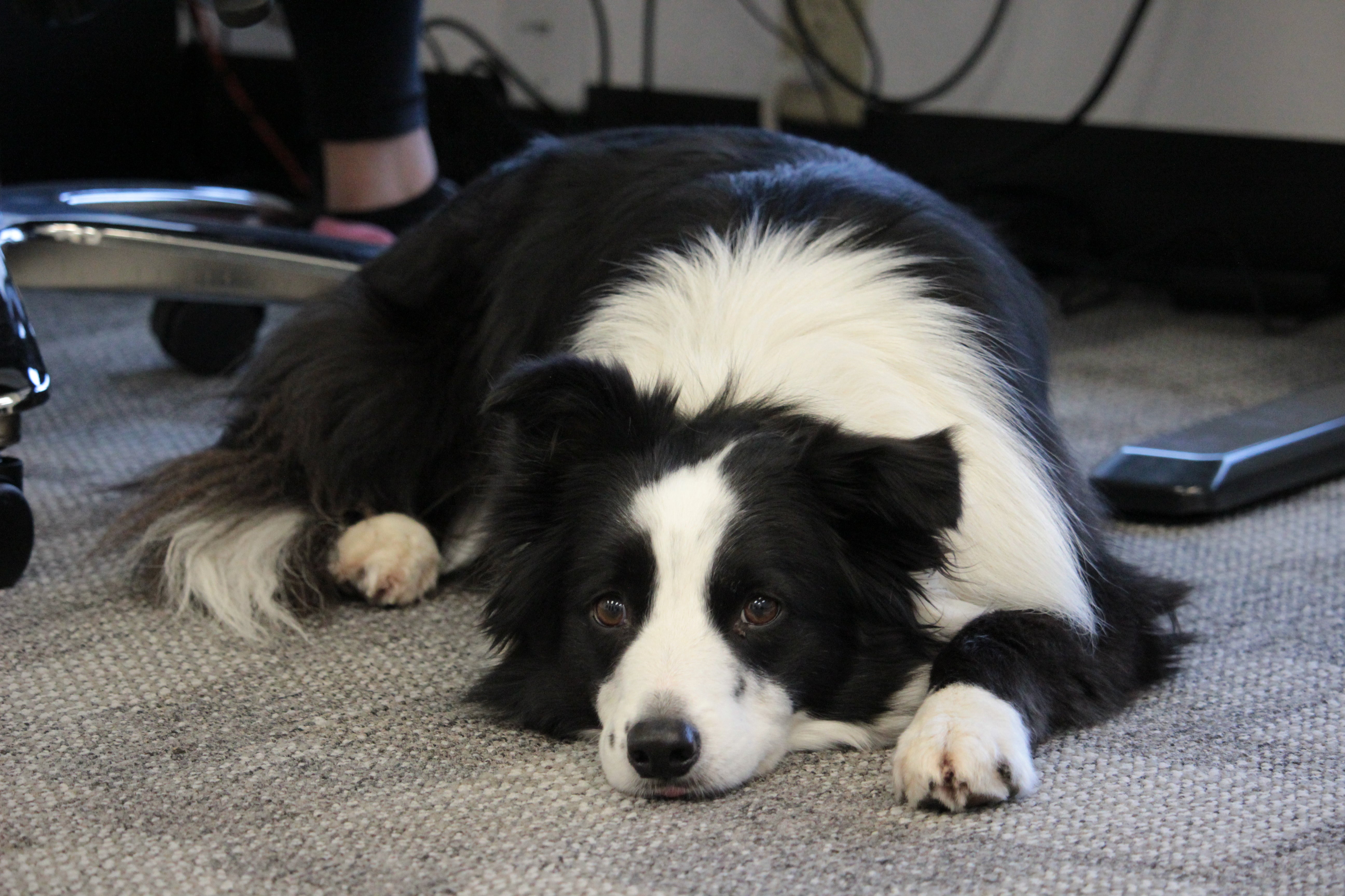 border collie lying on floor