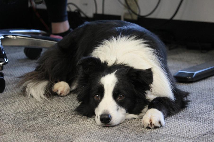 black and white border collie lying down