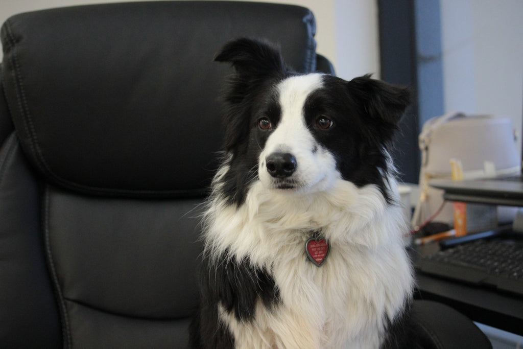 collie waiting to learn about the best pet charities in their area