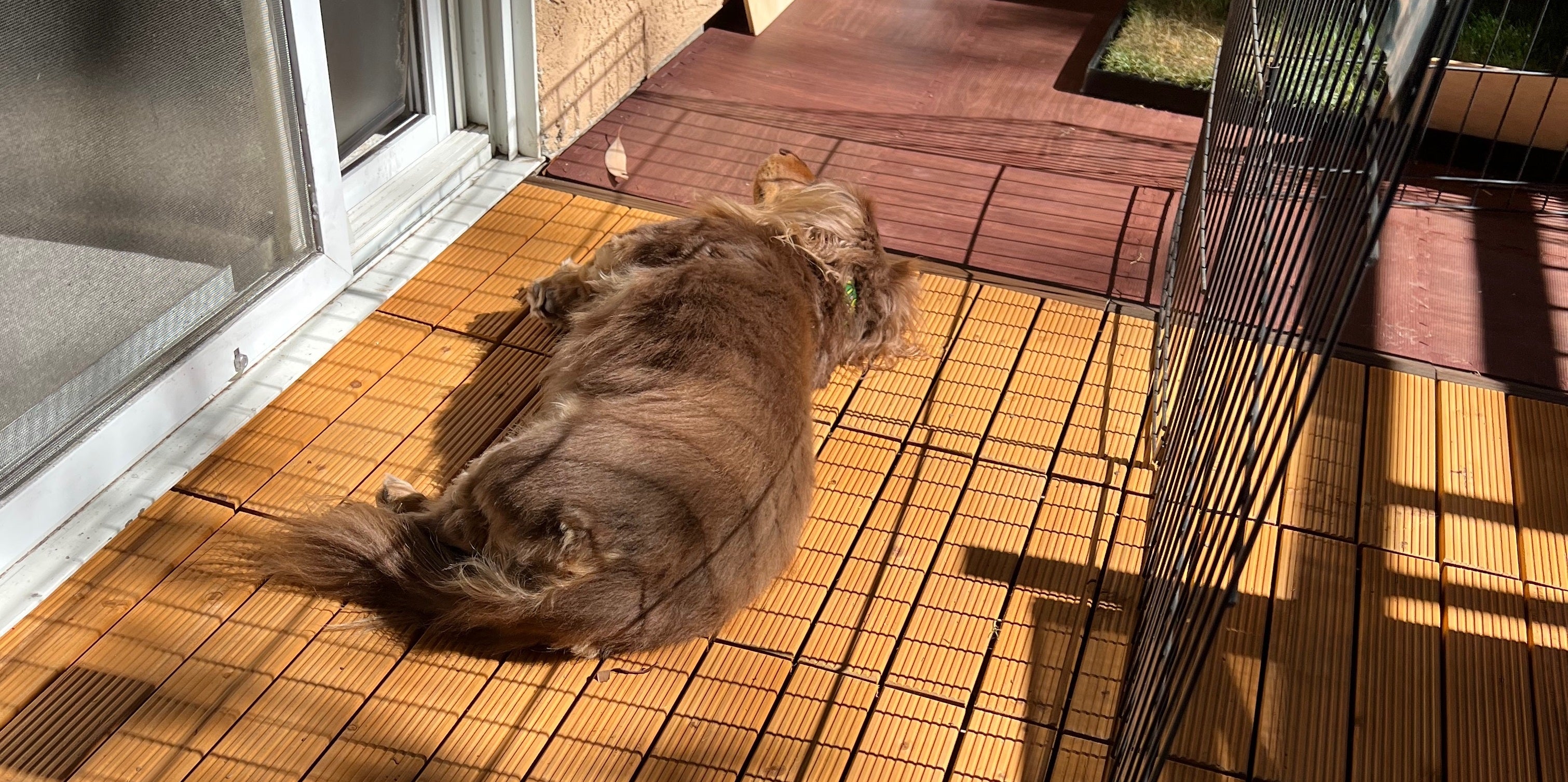 dog lying in sun