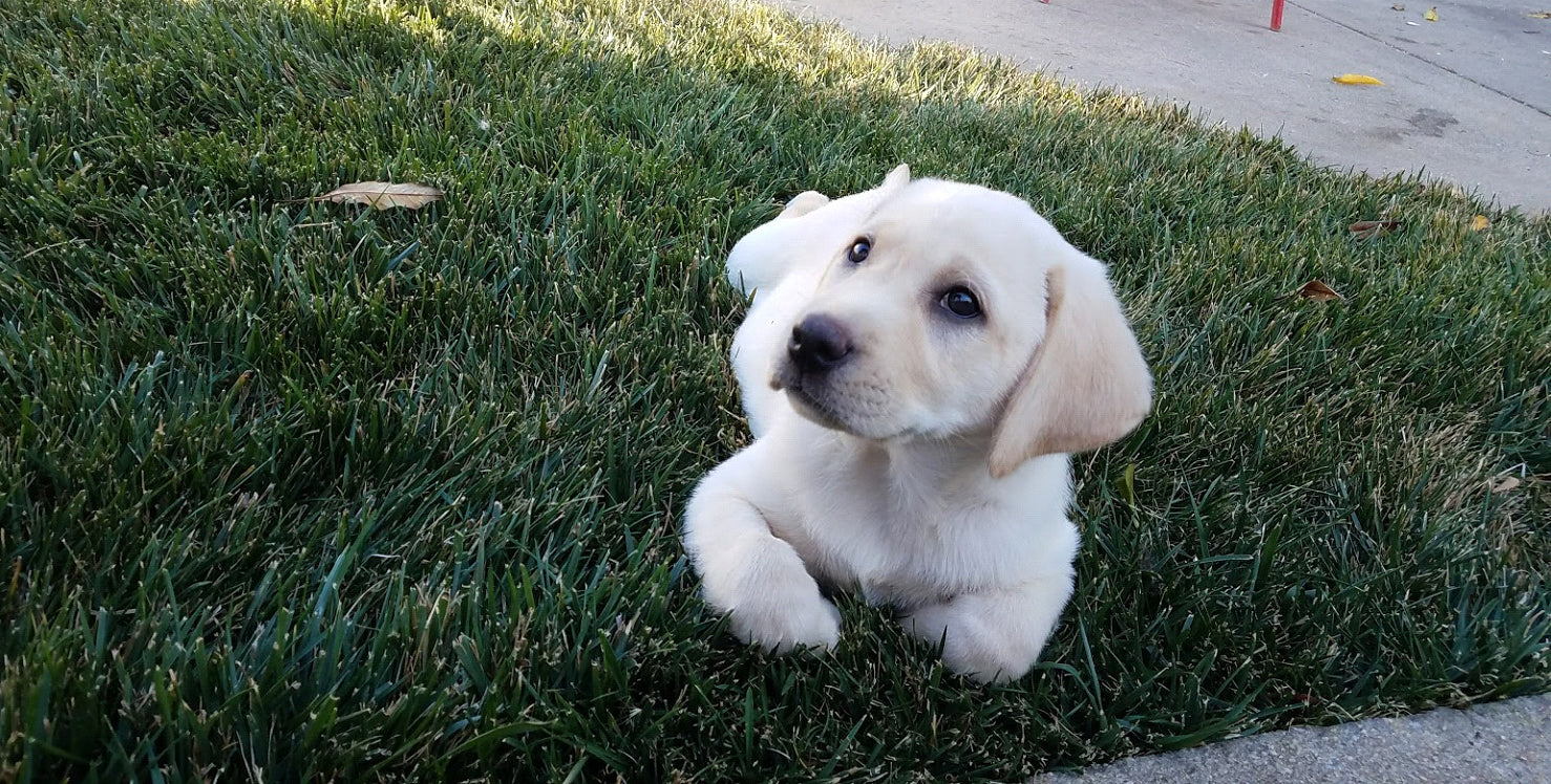 puppy sitting on grass