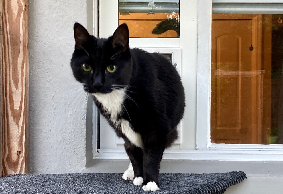 cat going through window pet door