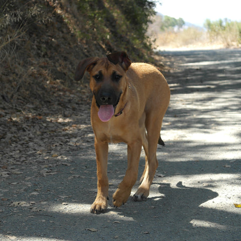 Dog on the Bob Jones City-to-the-Sea Trail, California