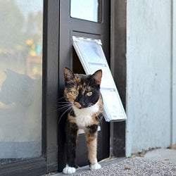 cat using endura flap pet door
