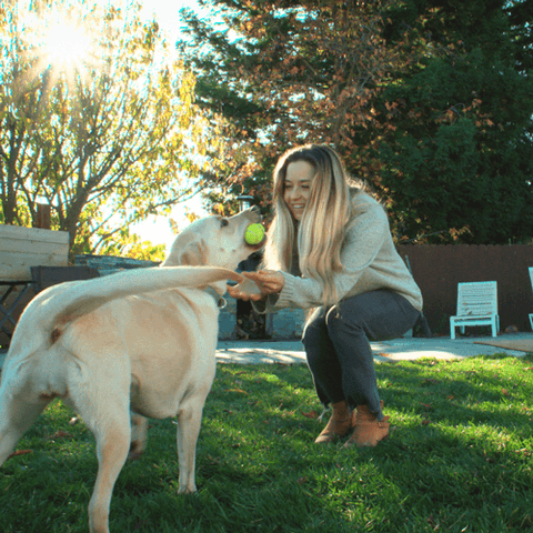 woman playing with yellow lab