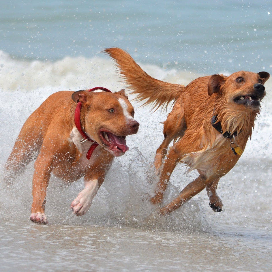 puppies playing - dog health makes for a happy doggy - healthy dog 