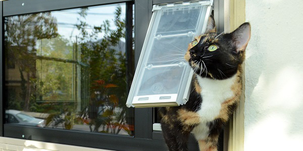 Cat using an Endura Flap Thermo Panel for sash windows