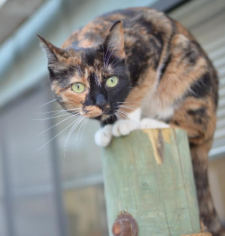 cat sitting on a pole