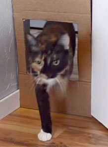 How to measure cats for cat doors starts with a mock cutout