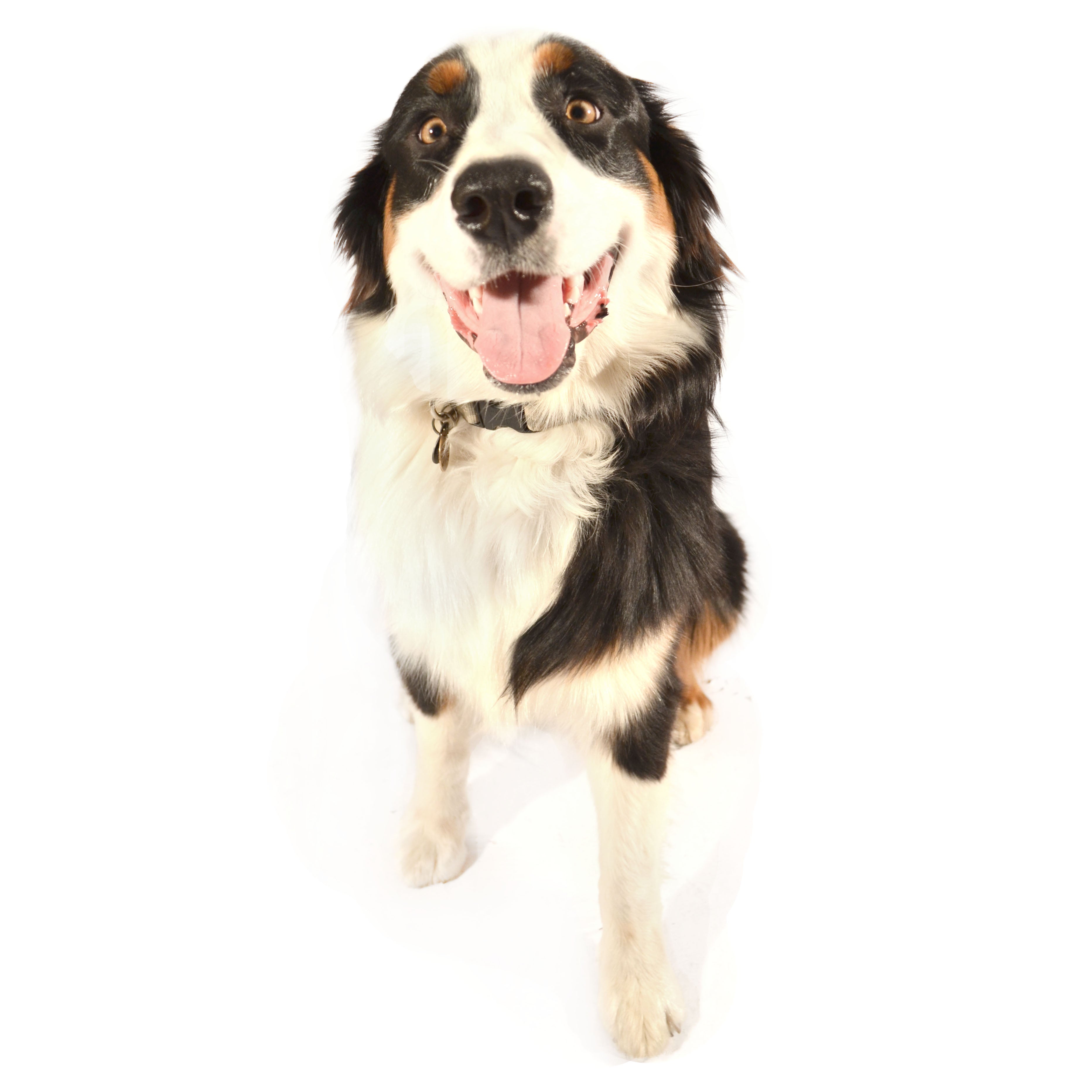 A white, black, and brown dog sitting down against a white background and looking happily at the camera.
