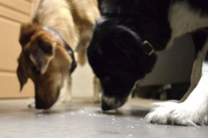 Two dogs eating and licking up crumbs from the hard floor