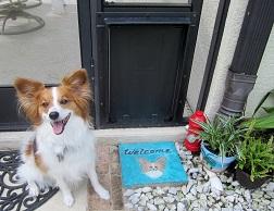 dog standing guard on the porch 