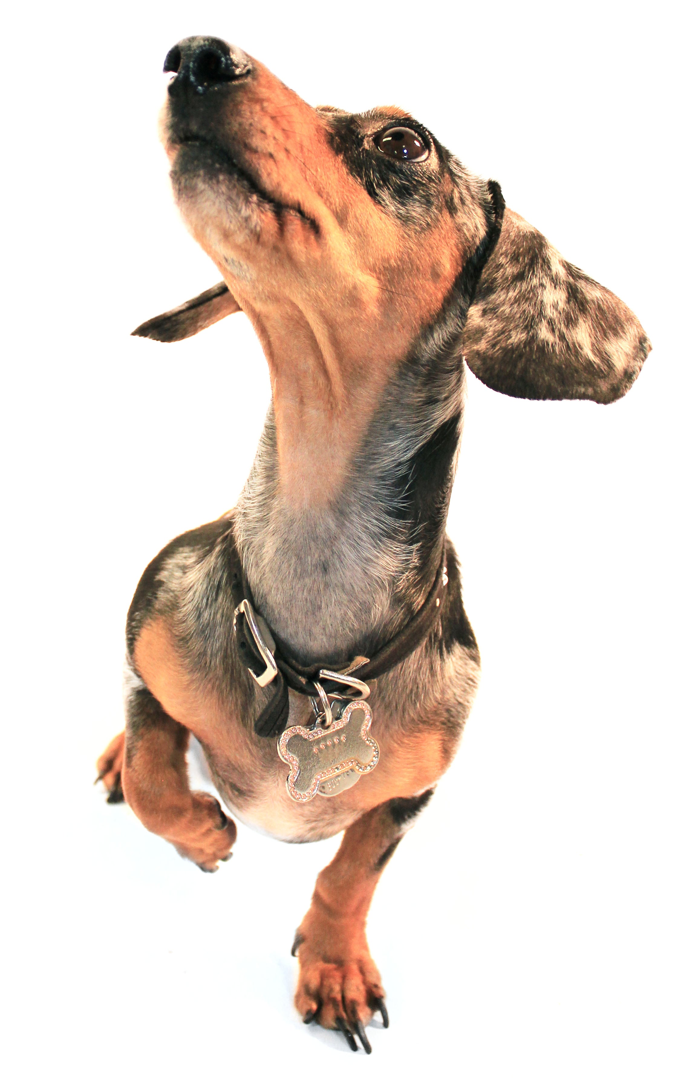 A small dachshund with spotted brown fur lifting a paw up into the air as he gets ready to play.