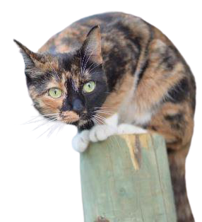  Un chat calicot perché sur une colonne de bois 