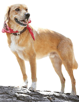 mixed breed dog with bandana standing on rock