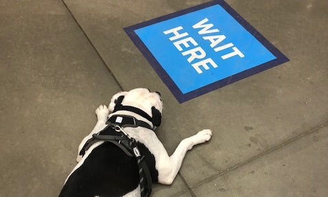 dog laying by wait here sign