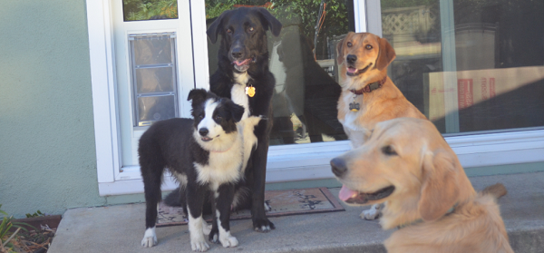 A group of dogs gathered around a clear pet door flap-- what is the best pet door for your pet?