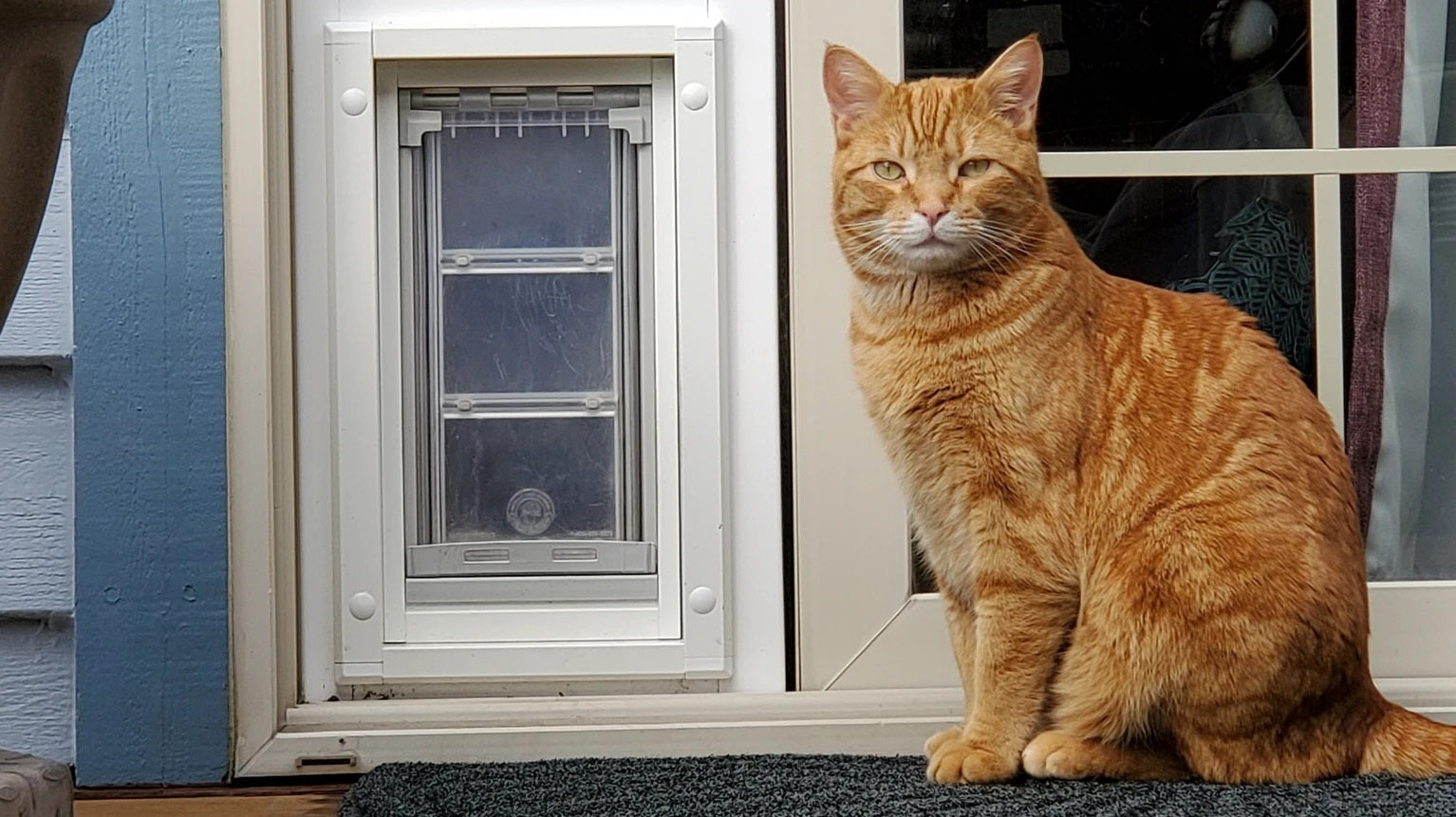 cat sitting in front of endura flap pet door